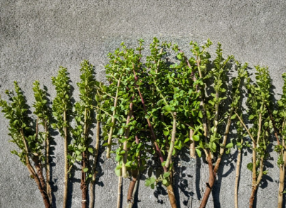 Portulacaria Afra Elephant Bush Succulent Cuttings – 40 Unrooted Stems for Propagation, Indoor & Outdoor Planting