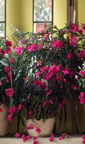 Christmas Cactus Pink Starter Plant, Schlumbergera spp., Indoor Flowering Houseplant, Old-Fashioned Bloom