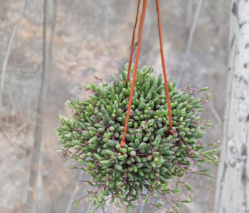 Trailing Succulent Plant - Ruby Necklace Othonna Capensis Hanging Plant, Indoor/Outdoor Container, String of Rubies