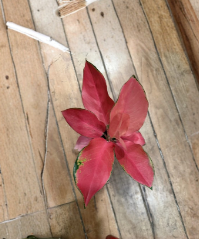 Pink Siam Aglaonema Unrooted Plant Cuttings – Tropical Chinese Evergreen Foliage, Pink & Green Variegated, Indoor Houseplant
