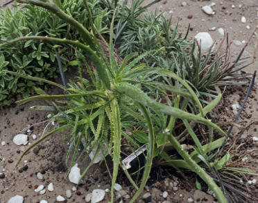 Unrooted Aloe Arborescens Cuttings – Succulent Live Plant Stems for Propagation, Garden, Container, Orange-Red Flowers