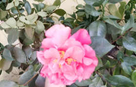 Light Red Camellia Cuttings 8 Stem Set for Rooting or Grafting Camellia spp. Evergreen Flowering Shrubs