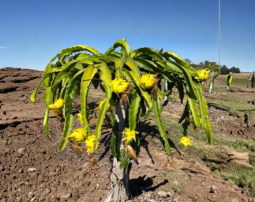 Yellow Dragon Fruit Potted Cutting – 8-12 Inch Selenicereus megalanthus Live Pitaya Plant from Florida