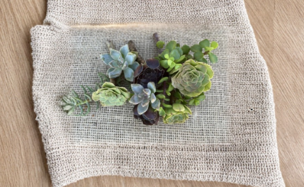 Assorted Succulent Cuttings 12-Pack | 6 Varieties for Propagation Indoor Outdoor Garden Starter