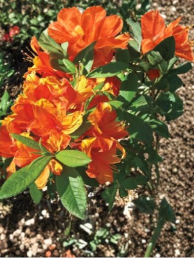 Mandarin Azalea Rhododendron Hybrid Starter Plant Deciduous Flowering Shrub Orange Blooms, Acidic Soil, Hardy Garden Plant