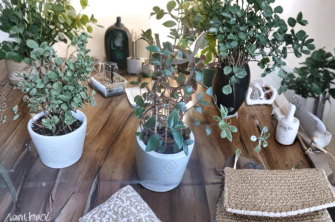 Tradescantia chrysophylla Baby Bunny Bellies Cuttings - Fuzzy Green Indoor Trailing Plant for Propagation
