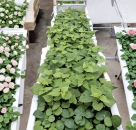 Purple Sweet Potato Slips 10 Live Cuttings Ipomoea Batatas for Garden Planting, Root Vegetable Vine