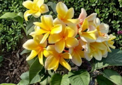 Unrooted Plumeria Cutting for Propagation - Tropical Frangipani Stem for Growing Outdoors or in Containers