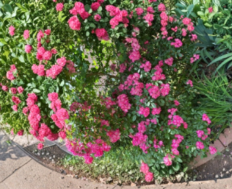 Red Riding Hood Hedge Rose Cuttings 3 Pack, Unrooted Rosa sp., Red Blooms, Garden Shrub, 6-8 Inches