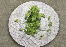 Sweet Potato Vine Rooted Cuttings Set of 6 Ipomoea Batatas Green Ornamental Vine Live Plants