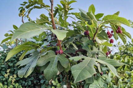 Italian Ponza Fig Tree Cuttings 6 Pack, Ficus carica Unrooted Hardwood Scion for Propagation, Fruit-Bearing, Grafting