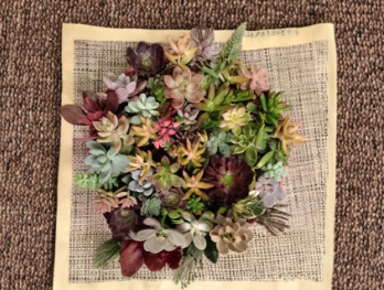 Unrooted Succulent Cuttings Bundle – 30 Varieties, Mixed Colors, Propagation, Plant Collection, Resale, Succulents