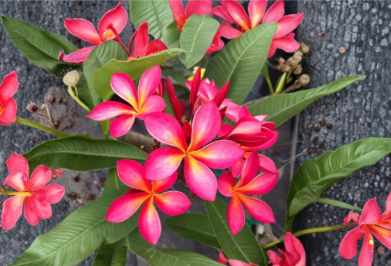 Hawaii Plumeria Cutting Stub 6-8 Inches Pink Yellow Frangipani Tree for Propagation and Outdoor Growing