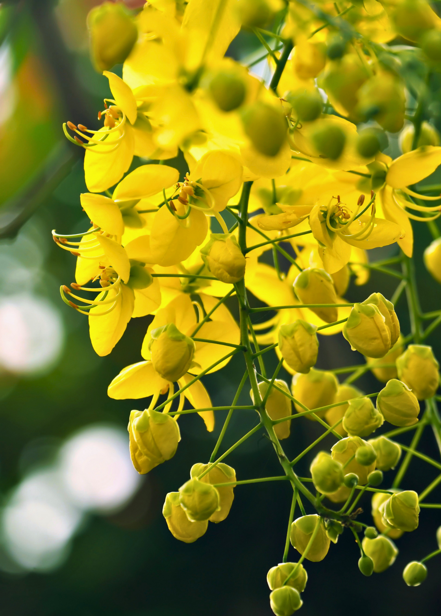 Cassia Cinnamon Tree, Potted Plant, Aromatic Cinnamomum cassia, Tropical Spice Tree