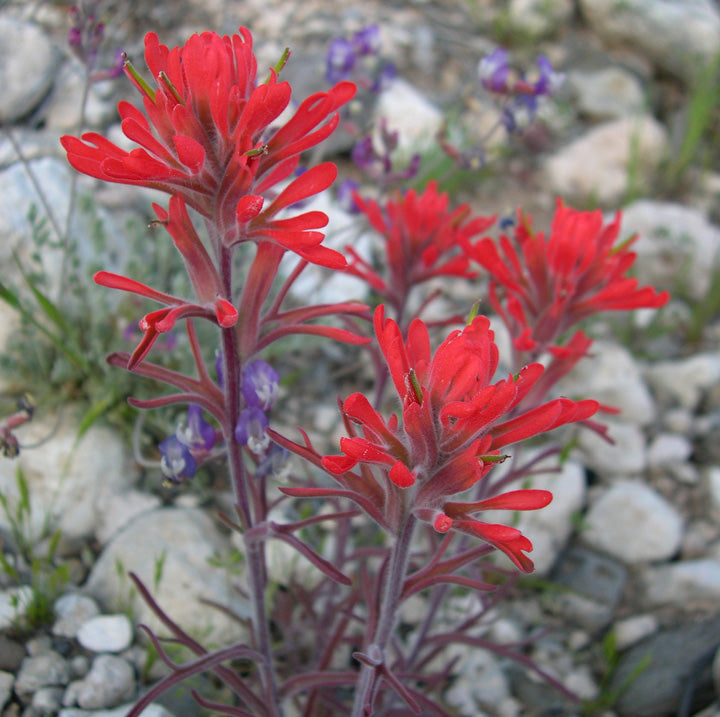 Castilleja angustifolia v. dubia Seeds – Native Perennial Wildflower with Bright Red Bracts for Pollinators