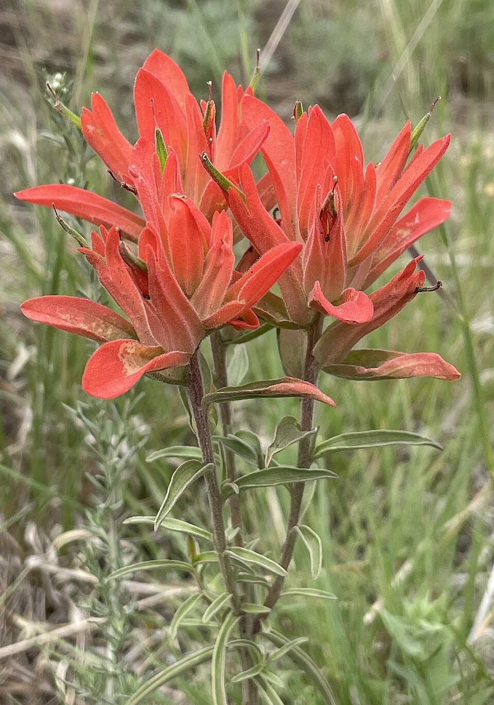 Castilleja integra Seeds – 50 Native Wildflower, Red Blooms, Pollinator Plant, Perennial, Native North American, Full Sun