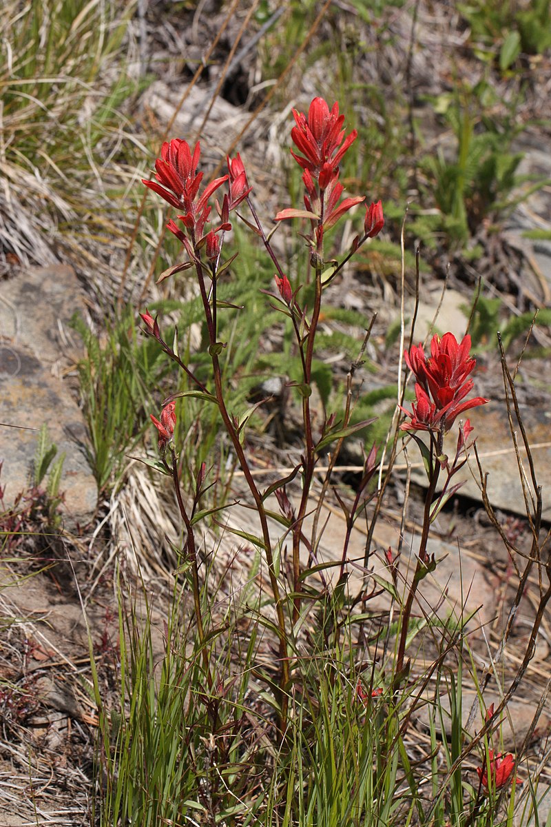 Castilleja miniata Seeds | Native Perennial Wildflower | Giant Red Indian Paintbrush for Pollinators & Meadow Gardens