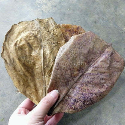 Catappa Indian Almond Leaves