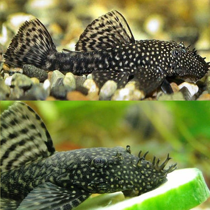 Bushynose Pleco (Bristlenose Plecostomus) MEDIUM