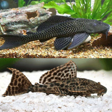 Common Pleco Hypostomus Plecostomus