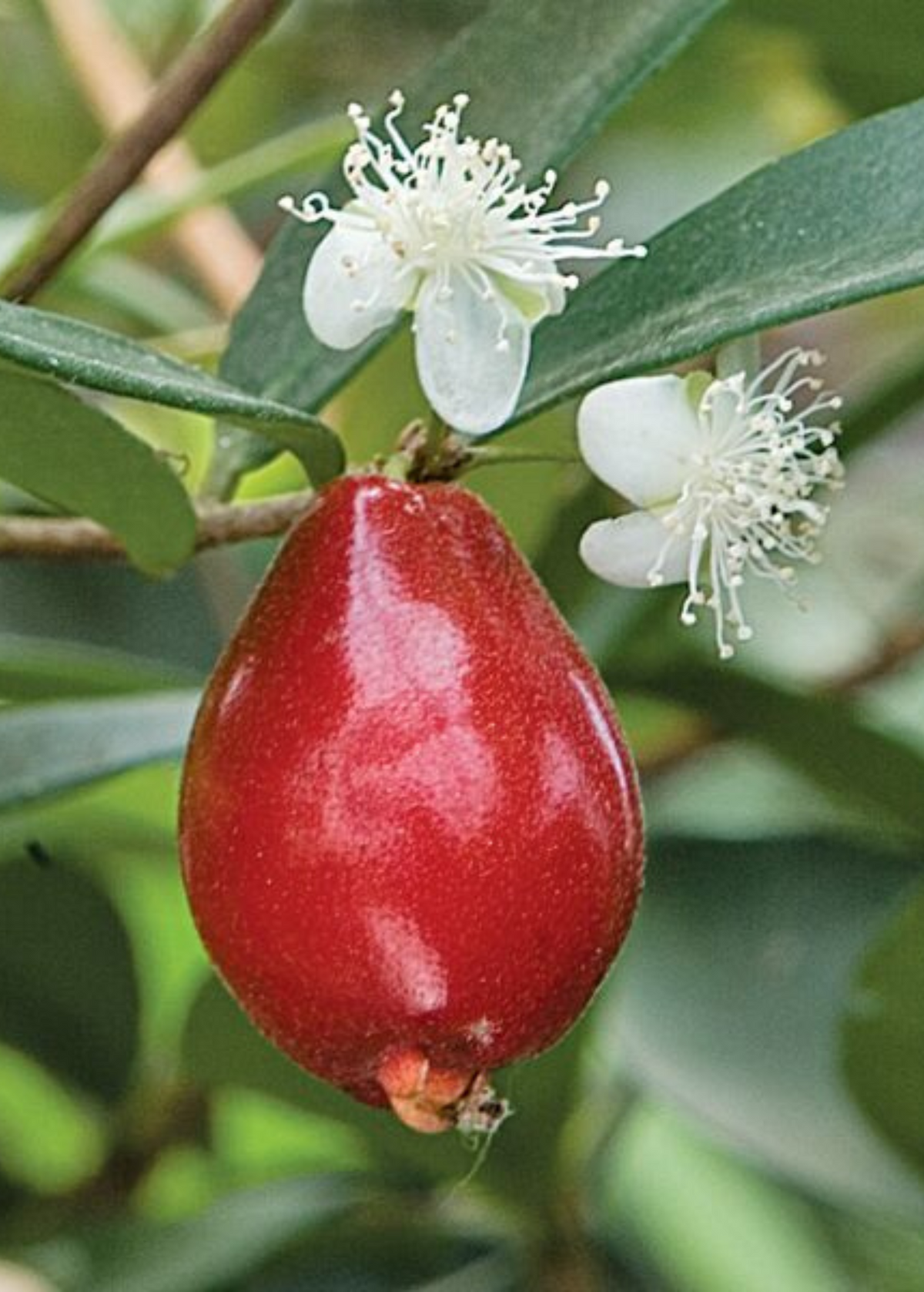 Cedar Bay Cherry Tree, Ornamental Fruit Tree, Eugenia reinwardtiana, Edible Orange-Red Fruit, Evergreen Shrub or Small Tree
