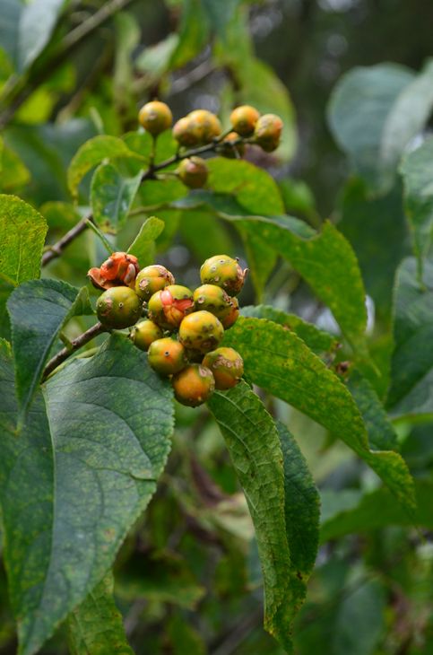 Celastrus scandens Seeds – Native American Bittersweet Vine with Bright Orange Berries, Climbing Plant for Fences & Trellises