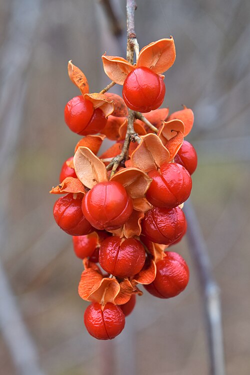 Celastrus scandens Seeds | American Bittersweet Climbing Vine | Native Ornamental Berry & Wildlife Plant | 30 Non-GMO Seeds