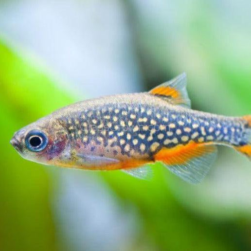 Celestial Pearl Danios (Galaxy Rasboras) 6 Pack