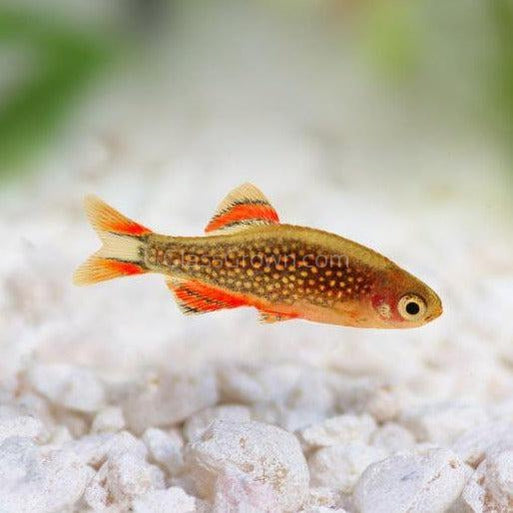 Celestial Pearl Danios (Galaxy Rasboras) 6 Pack