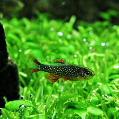 Celestial Pearl Danios (Galaxy Rasboras) 6 Pack