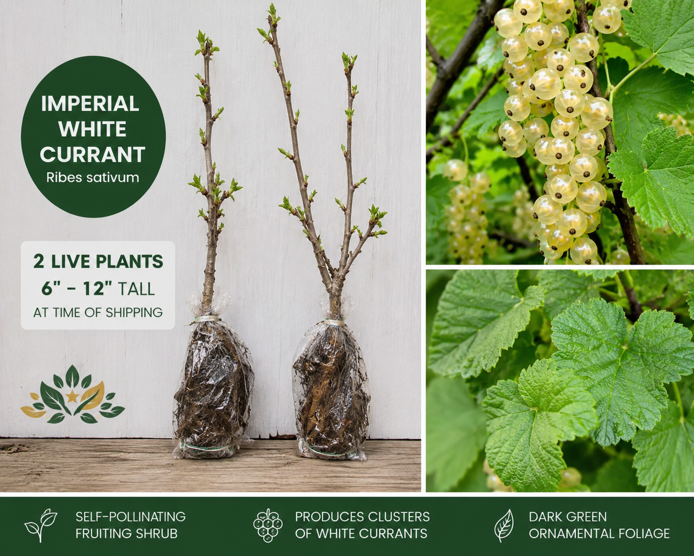 Imperial White Currant Live Plants – Ribes sativum – Fruiting Shrubs with White Berries – 6-12 Inches Tall, Edible & Ornamental