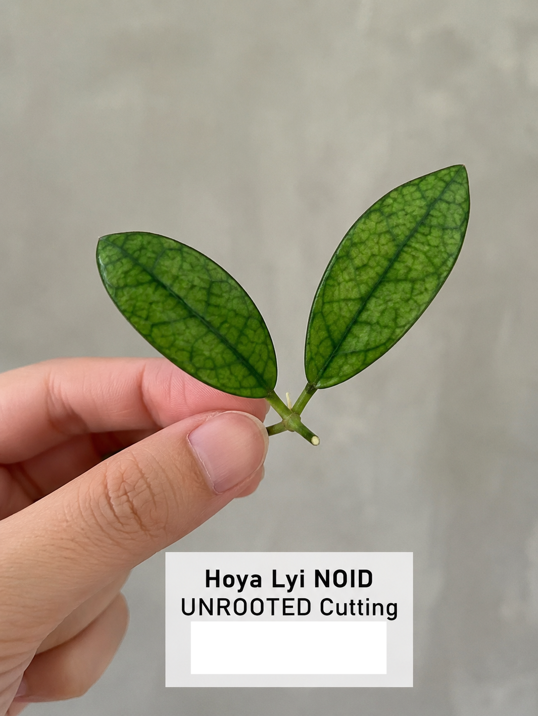 Hoya Cutting - Lyi Noid - Rare Houseplant Cutting - Hoya spp.