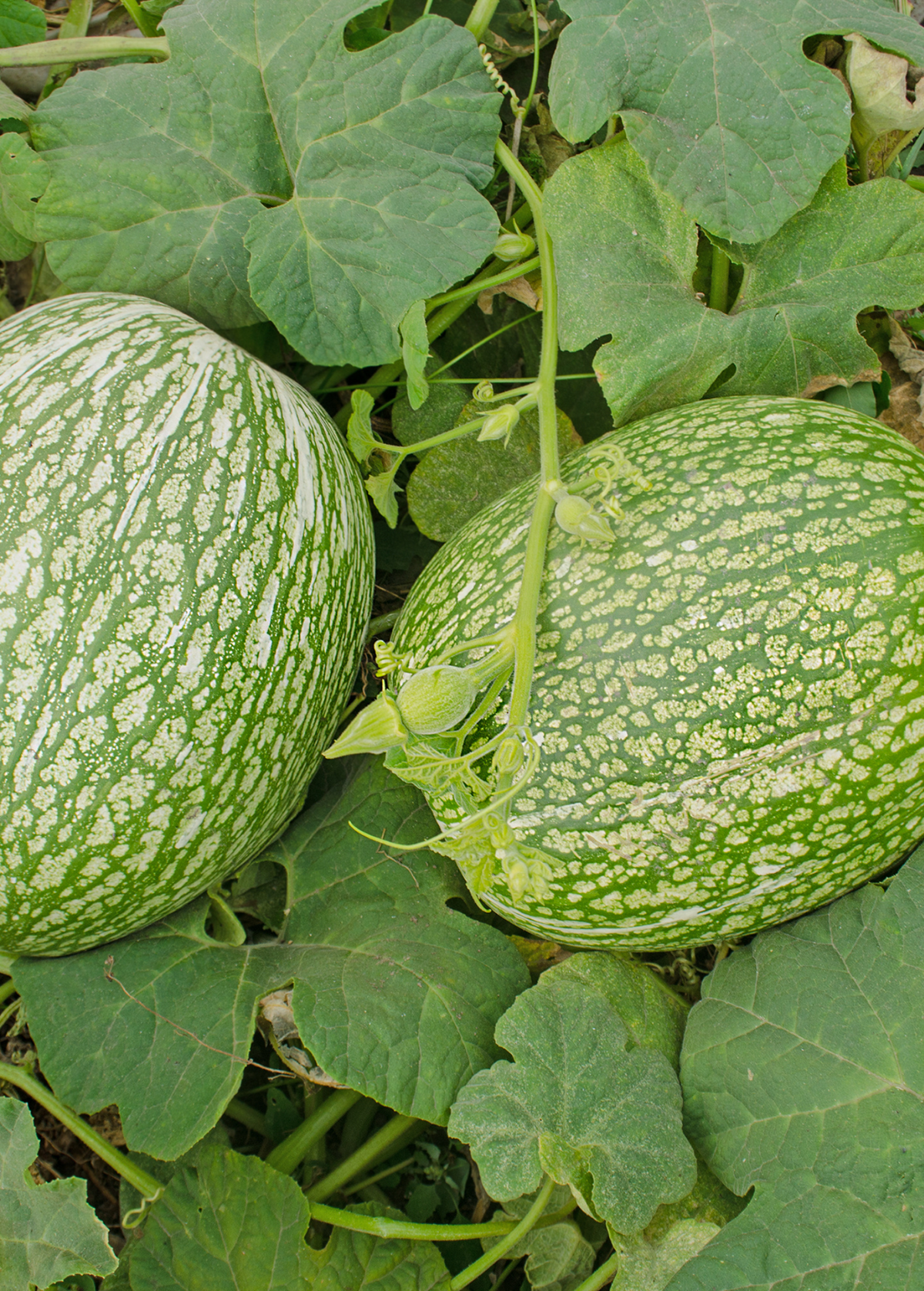 Chilacayote Squash Seed Pack - Cucurbita ficifolia, Edible Fruit, Versatile, Heirloom, Organic