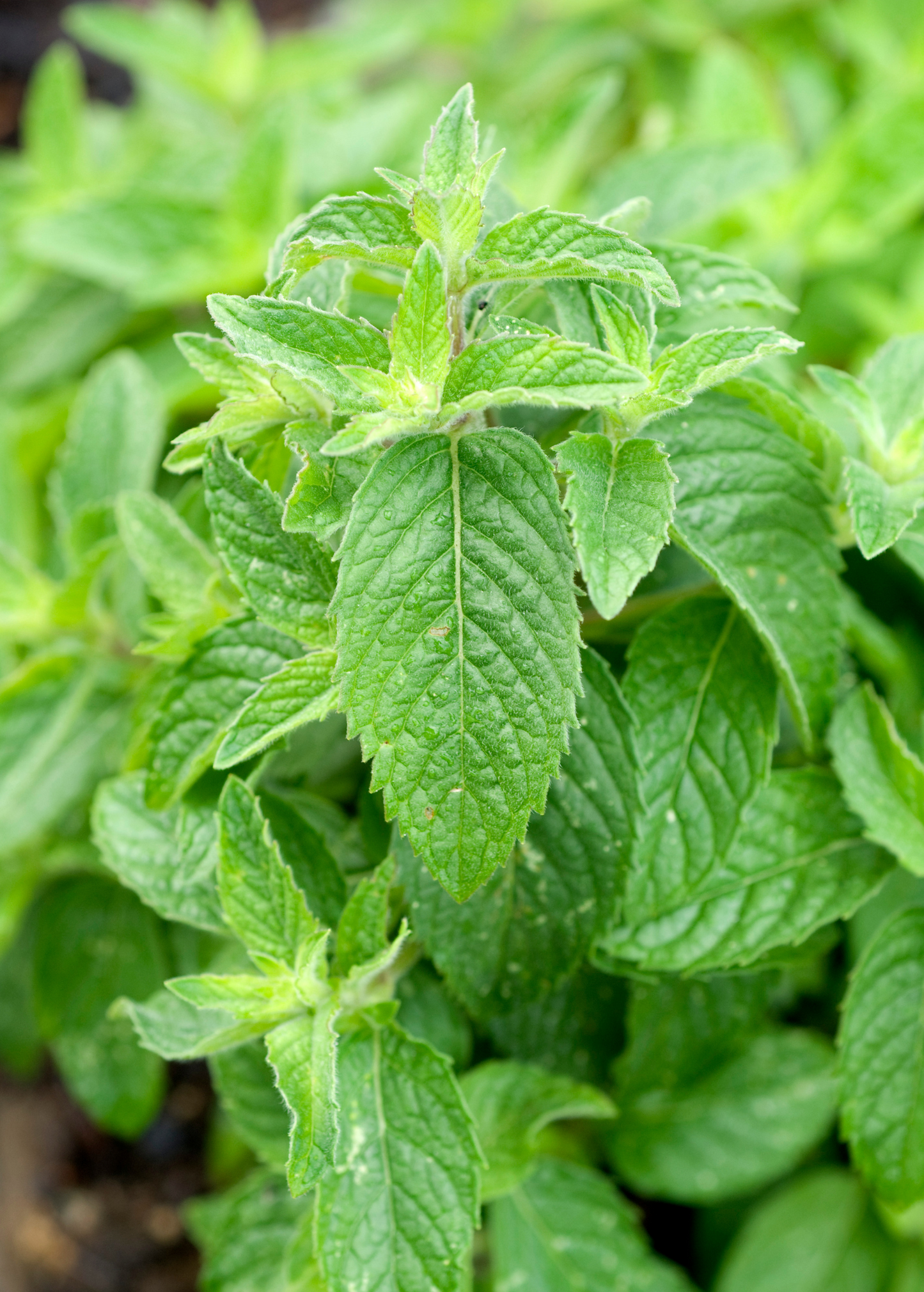 Chinese Mint Bo-He Herb Plant, Mentha haplocalyx, Cooling Traditional Chinese Medicine, Culinary & Medicinal Herb