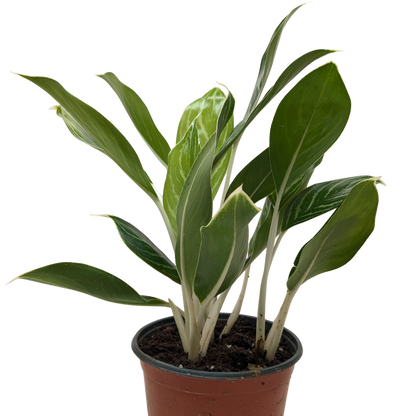Chinese Evergreen 'Snow Cap'