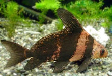 Hi-Fin Banded Loach (Myxocyprinus asiaticus)