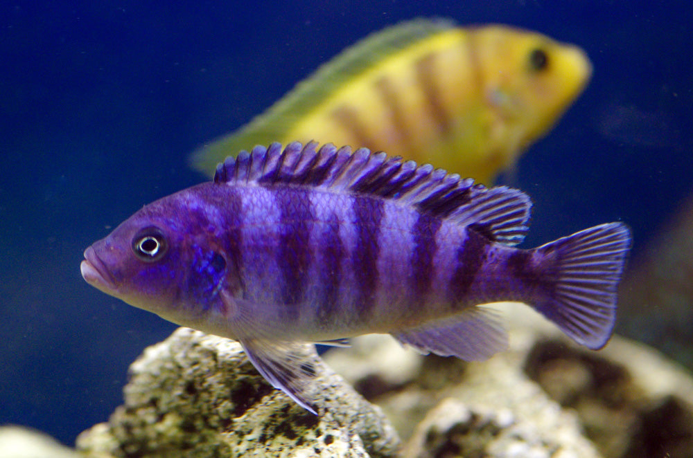 Kenyi Cichlid
