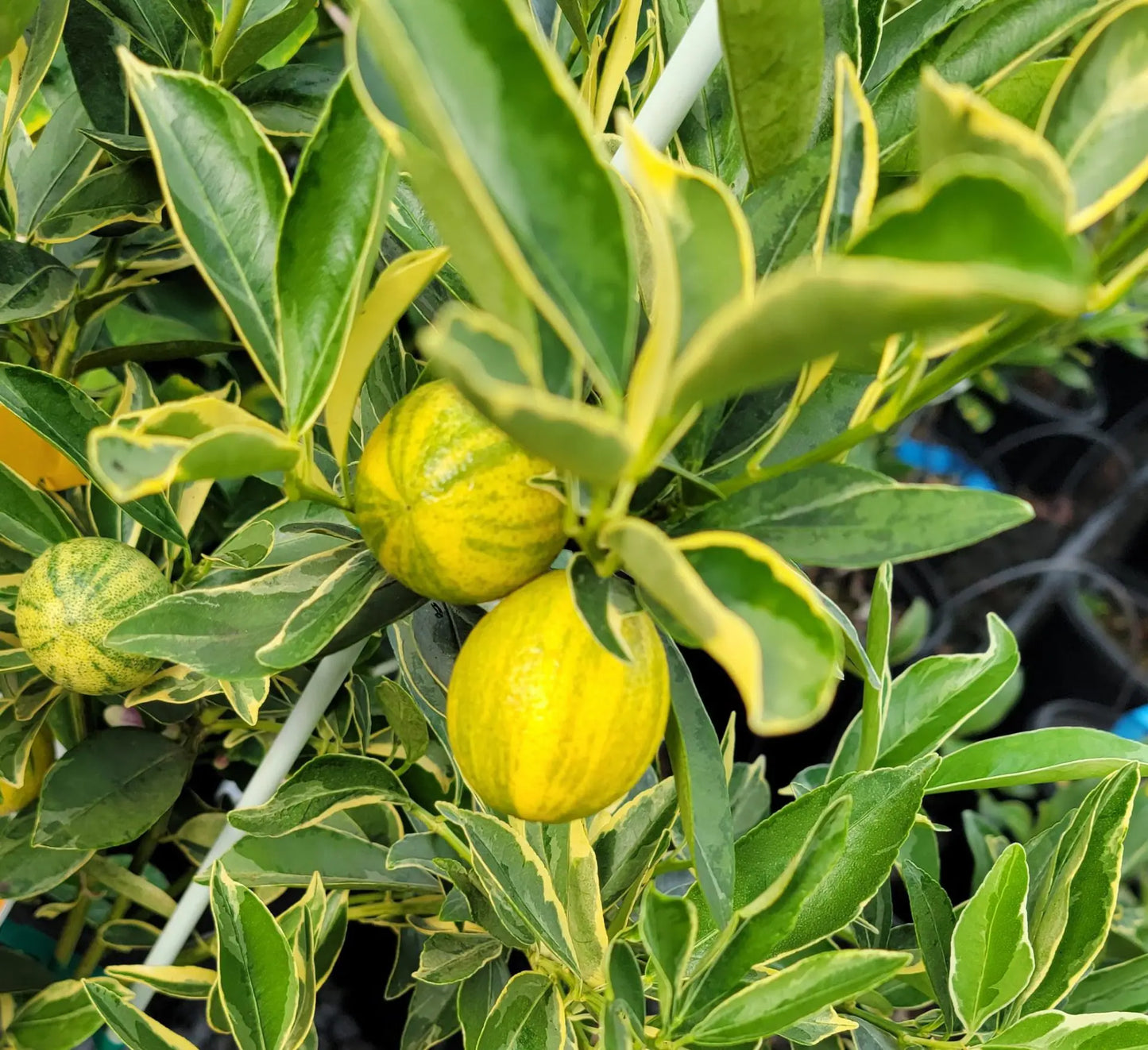 Super Rare Centennial Variegated Kumquat Cuttings – Striped Citrus Fortunella japonica for Rooting or Grafting