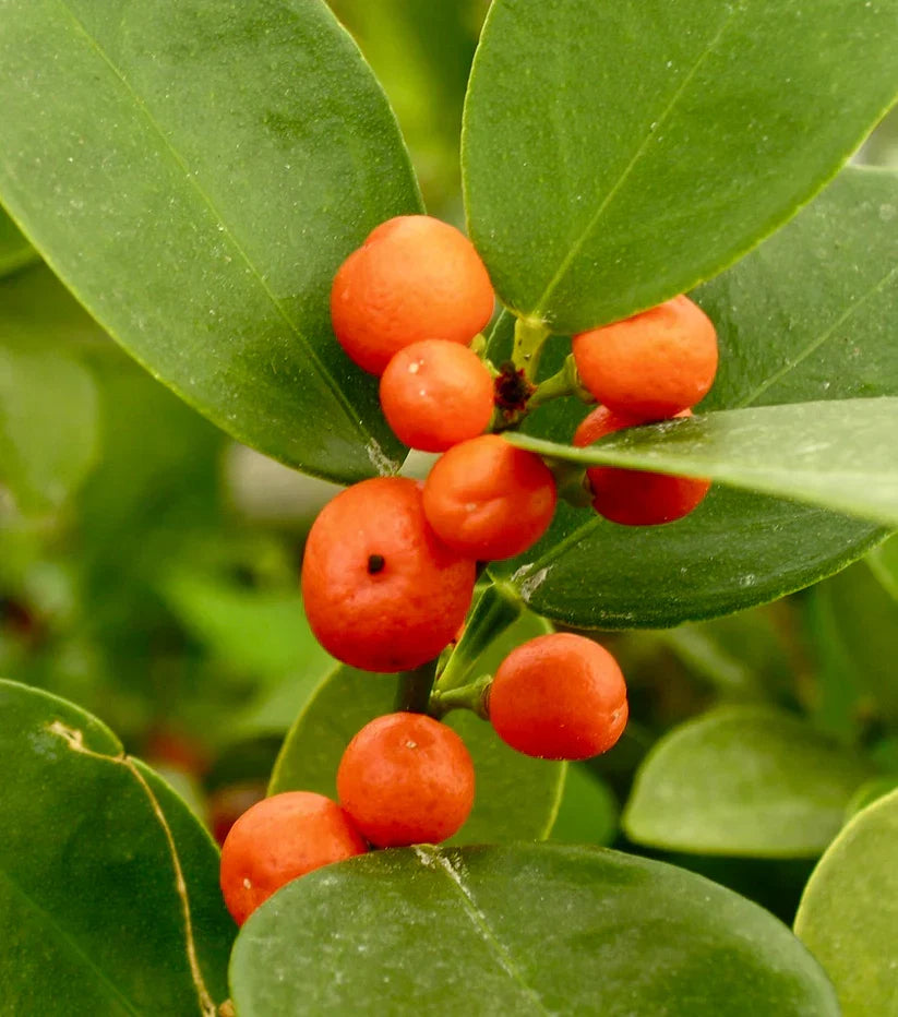 Super Double Rare Hong Kong Kumquat Cuttings – Fortunella hindsii, Mini Wild Citrus, Grafting Scions for Rooting, Rare Citrus Plant