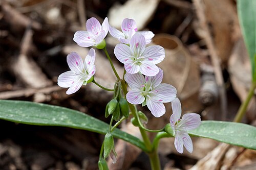 75 Claytonia virginica Seeds | Spring Beauty Native Woodland Wildflower for Shade Gardens & Pollinators