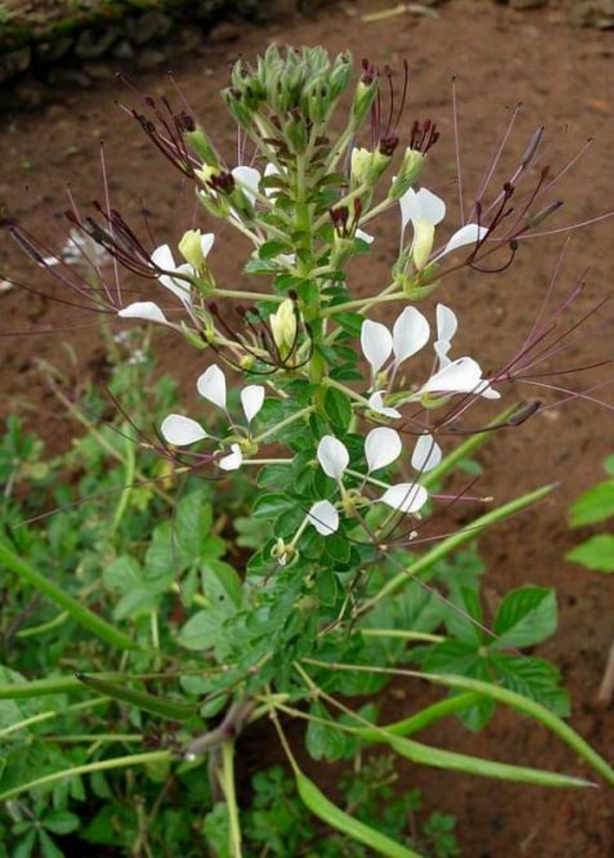 Shona Cabbage Herb Seed Pack - Cleome gynandra, African Cabbage, Edible Greens, Medicinal Plant, Heat-Tolerant Annual