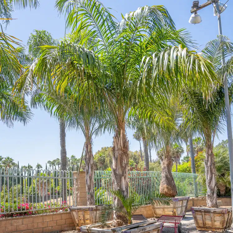 Queen Palm Seedlings Bare Root - Syagrus romanzoffiana - Tropical Landscape Palm for Gardens & Yards