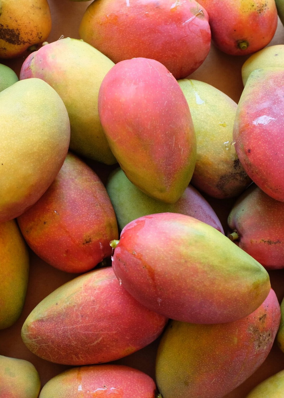 Mango 'Cogshall' Dwarf Tree, Fiberless Fruit, Sweet Flavor, Mangifera indica, Compact Backyard Mango Tree