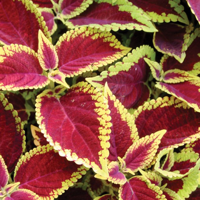 Coleus 'Defiance' Live House Plant, Bright Red Foliage, Small Bareroot Starter, Indoor or Outdoor Shade Plant