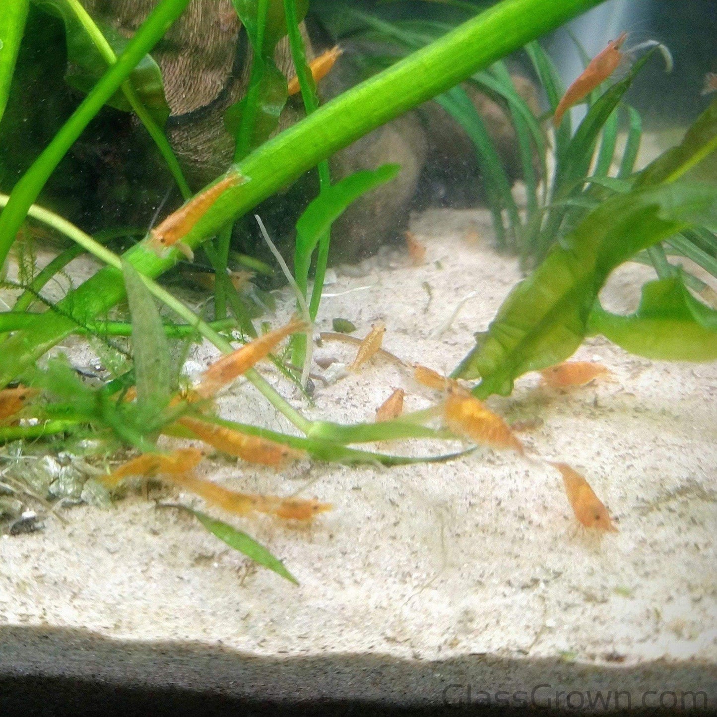 Colony Shrimp Grower Powdered Food Supplement