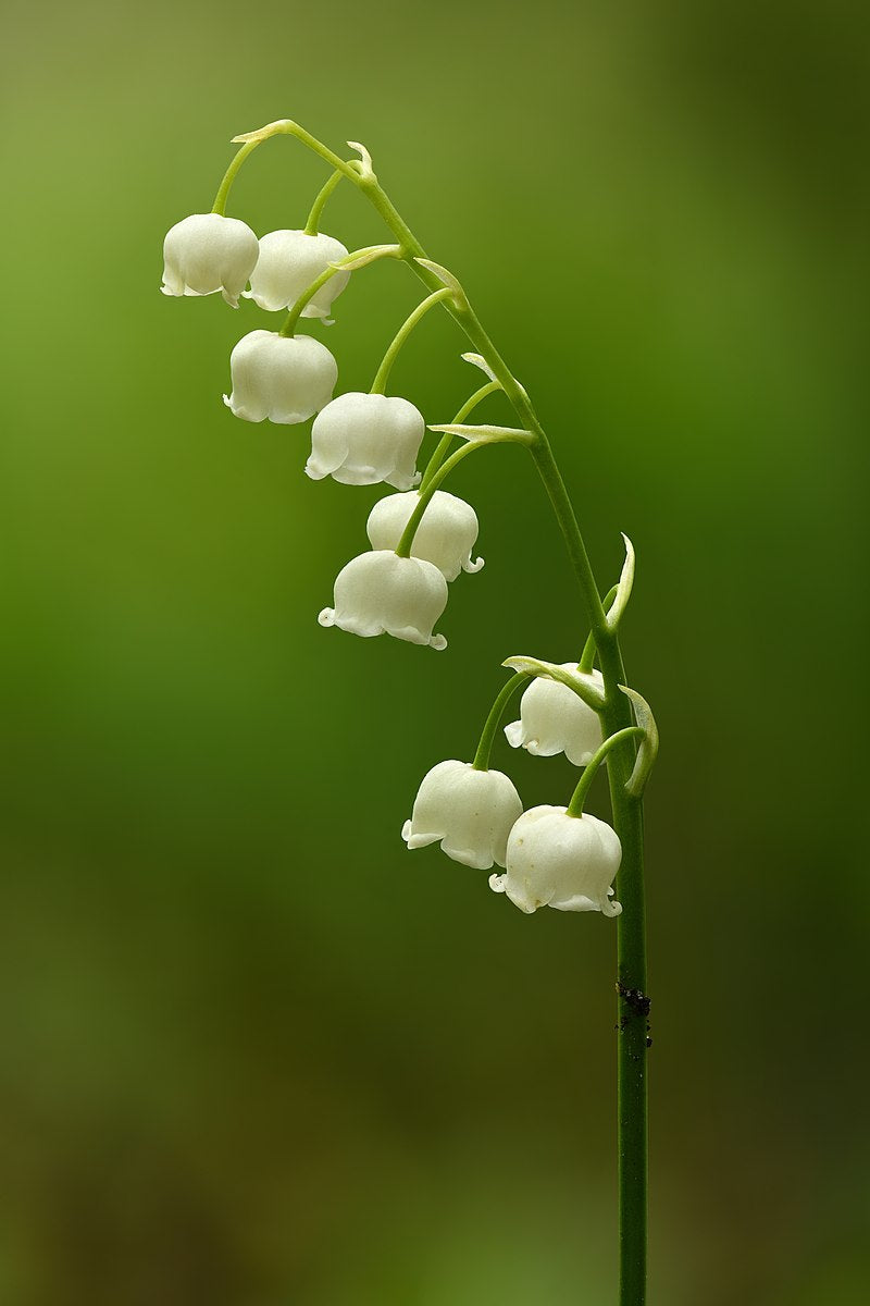 3 Lily of the Valley Bare Root Plants – Fragrant White Perennial Ground Cover – Convallaria majalis