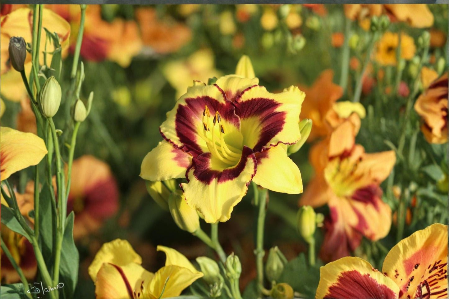 El Desperado Daylily Live Plant – Yellow Perennial Flower for Garden Borders and Beds