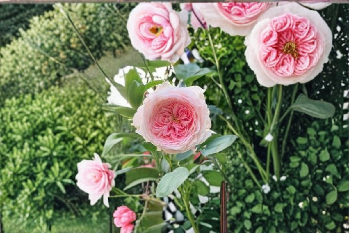 Pompom Veranda Rose Live Plant – Compact Repeat Blooming Patio Rose