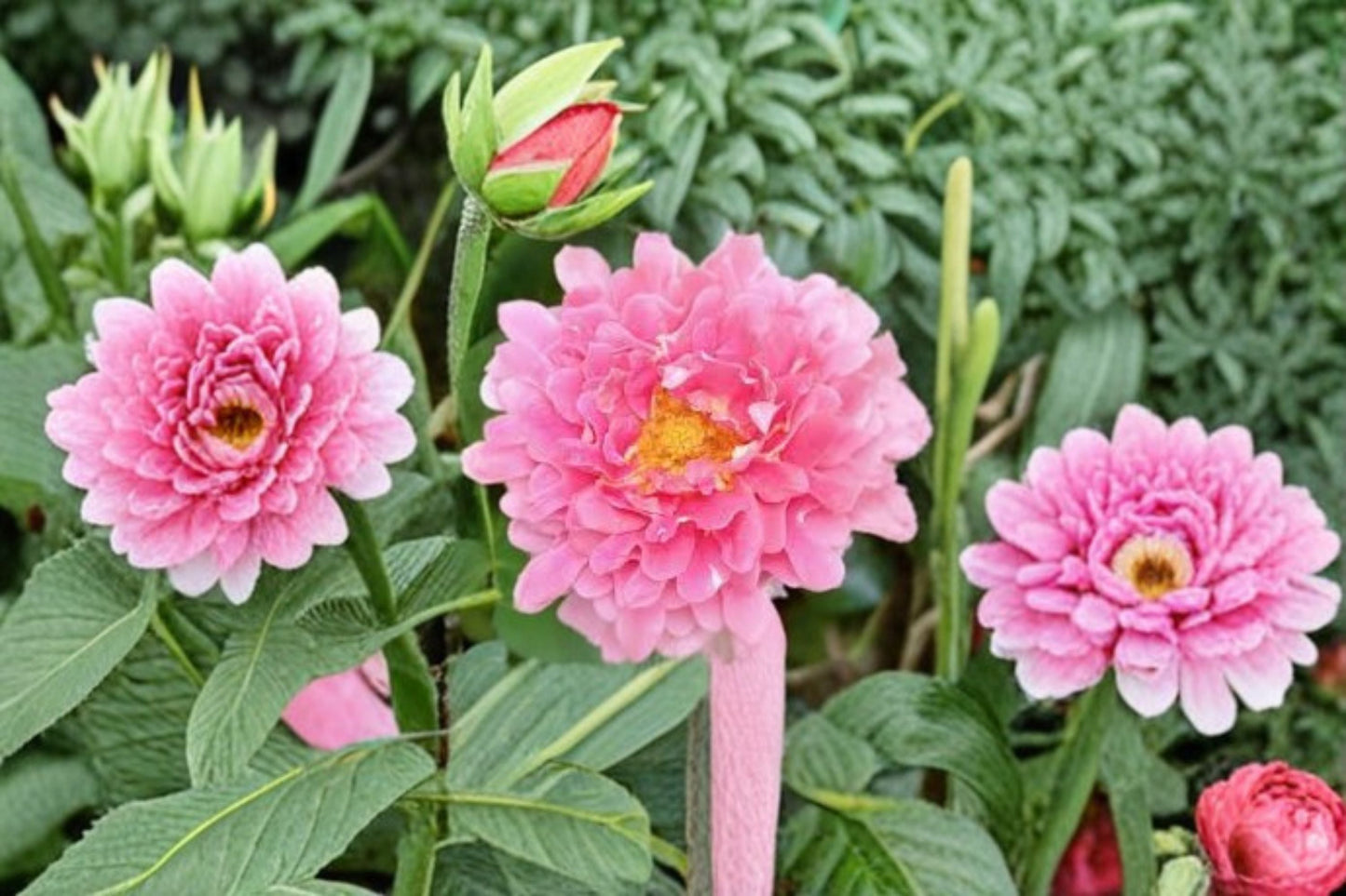 Fancy Ruffle Rose Live Plant – Fragrant Repeat Blooming Ornamental Rose