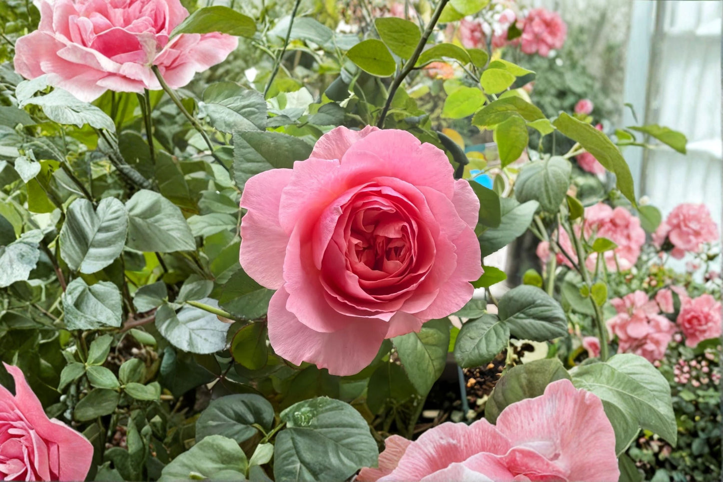 Victoria’s Kiss Rose Live Plant – Pink Peony Style Cut Rose, Rosa hybrid